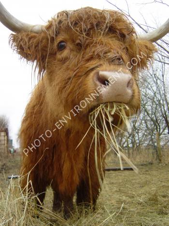 Photo Vache laineuse dans son pr
