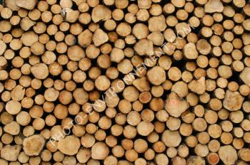 Photo Stockage de rondins de bois