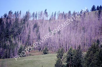 Photo Ncrose des arbres provoque par les pluies acides