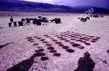 Photo Combustible bouse de vache sches en mongolie