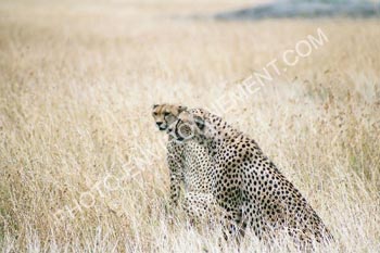 Photo Frres gupard  l'affut au Serengeti