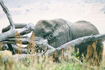 Photo Vieil Elphant mle du cratre du Ngorongoro