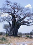Photo Baobab de Tanzanie (Adansonia digitata L.)