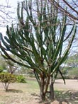 Photo Euphorbe candelabre (Euphorbia candelabre)