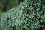 Photo Lichen