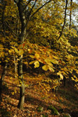 Photo Rameau de htre en automne