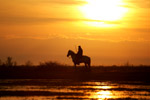 Photo Gardian camarguais  cheval