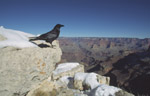 Photo Grand canyon - grand corbe