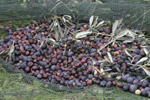 Photo Rcolte des olives