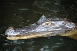 Photo Caman (caiman crocodilus)