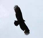 Photo Vol du vautour noir