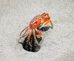 Photo Crabe rouge de sable