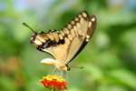 Photo Papillon tropical (papilio thoas nealces)