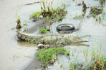 Photo Crocodile d'amrique (cocodylus acutus)