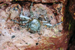 Photo Crabe de rocher