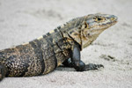 Photo Iguane femelle (iguana iguana)