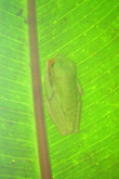 Photo Grenouille de verre (Hyalinobatrachium)