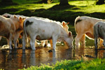 Photo Vaches en semi-libert