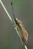 Photo Ascalaphe (Ascalaphus libelluloides)