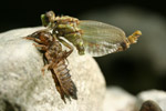 Photo Mtamorphose libellule (Gomphidae)