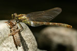 Photo Mtamorphose libellule (Gomphidae)