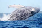 Photo Saut de la baleine  bosse