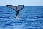Photo Nagoire caudale de la baleine  bosse