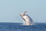 Photo Saut de la baleine  bosse