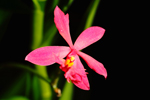 Photo Epidendrum