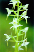 Photo Orchides