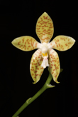 Photo Phalaenopsis pallens (Orchide)