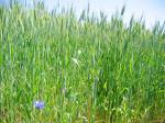 Photo Bleuets dans un champ de bl