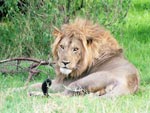 Photo Grand Lion mle d'Afrique