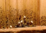 Photo Termites