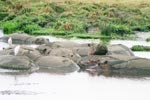 Photo Hippopotames au Srengeti