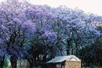 Photo Arbres en fleurs en Afrique du Sud
