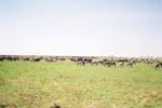 Photo Troupeau d'herbivores dans la brousse du Serengeti