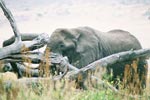 Photo Vieil Elphant mle du cratre du Ngorongoro