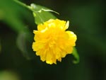 Photo Fleur de Corte du Japon (Kerria japonica)