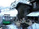 Photo levage de mouton en montagne