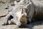 Photo Rhinocros Blanc