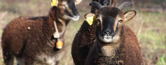 Des moutons de Soay pour entretenir le parc naturel  Villeurbanne