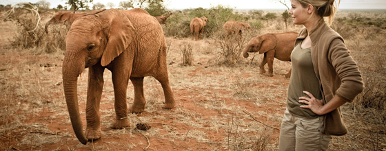 Espèces menacées : France 2 diffuse un documentaire sur les éléphants du Parc National de Tsavo