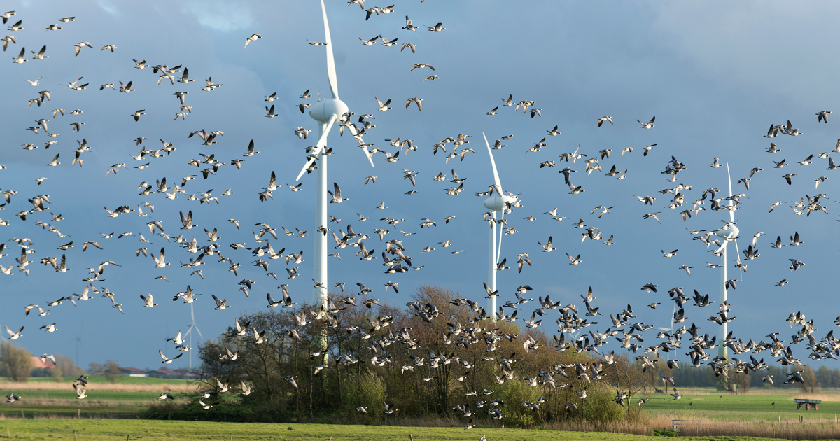 Quel est l'impact des éoliennes sur les espèces protégées ?