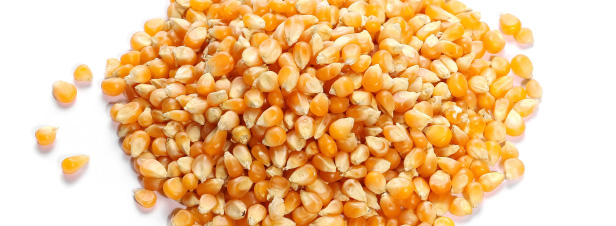 OGM : la Commission européenne autorise 11 nouvelles variétés de maïs
