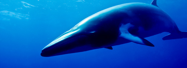 Pressions internationales sur le Japon contre la chasse  la baleine