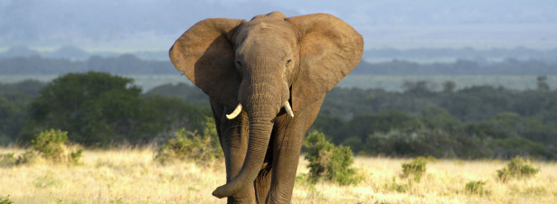 Le Parlement européen réclame l'interdiction totale du commerce de l'ivoire d'éléphant