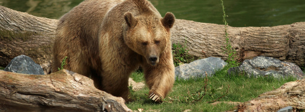 Une stratégie pour maintenir la population d'ours dans les Pyrénées