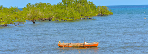 Les mangroves de Mayotte en "danger critique" selon l'UICN