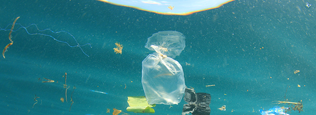 La pollution plastique en Méditerranée contamine les mammifères marins